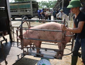 Lợn sống nhập khẩu từ Thái Lan về Việt Nam có chất cấm có hay không?